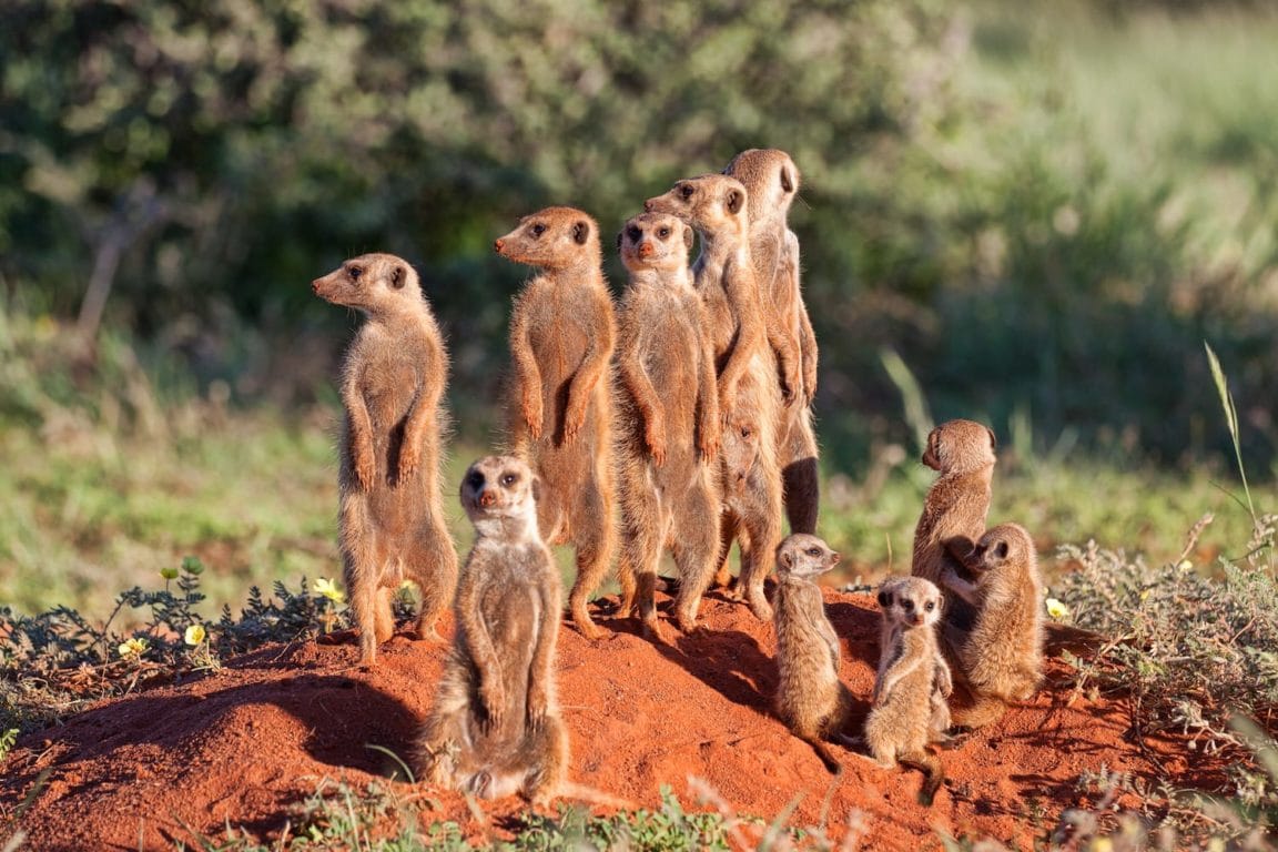 Meerkat burrow Tswalu