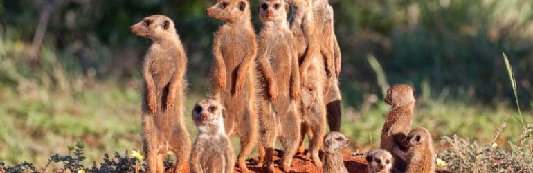 Meerkat burrow Tswalu