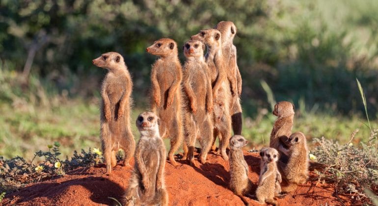 Meerkat burrow Tswalu