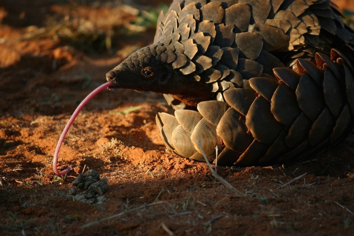 Pangolin tongue Kalahari