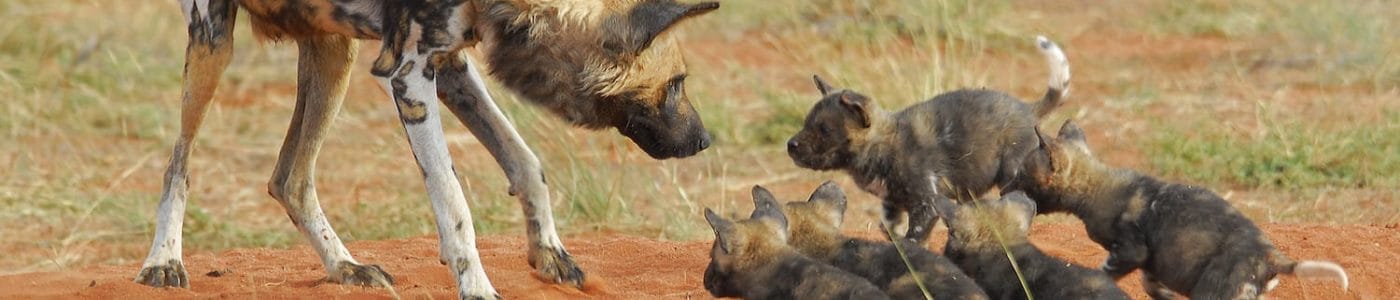 Tswalu Kalahari Trip Report - Wild Dogs