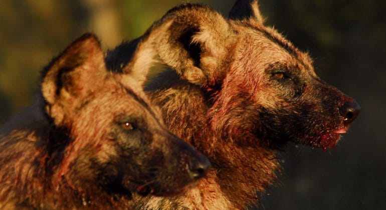 Wild dogs - Tswalu