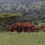 Family of elies in Tarangire