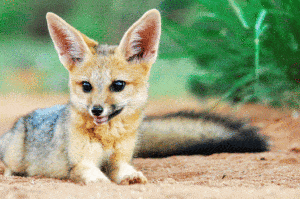Tswalu Fox