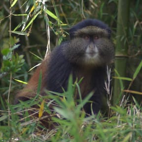 Golden Monkeys, Rwanda