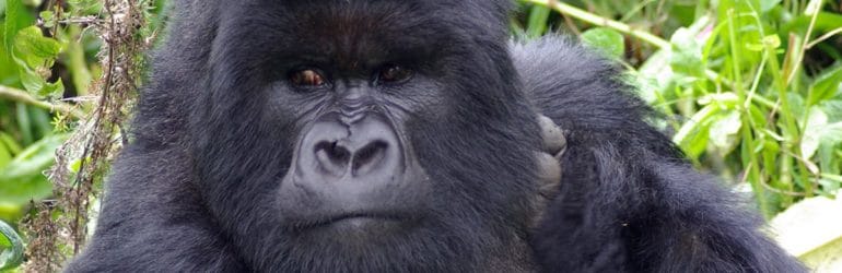 Gorilla Trekking Rwanda
