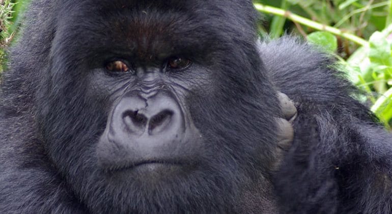 Gorilla Trekking Rwanda
