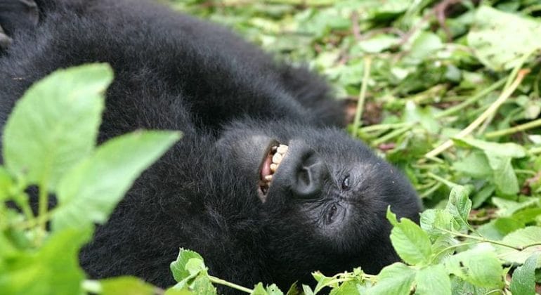 Enjoy a magical hour with the gorillas in the Virunga Massif. Image credit: Derek Keats.