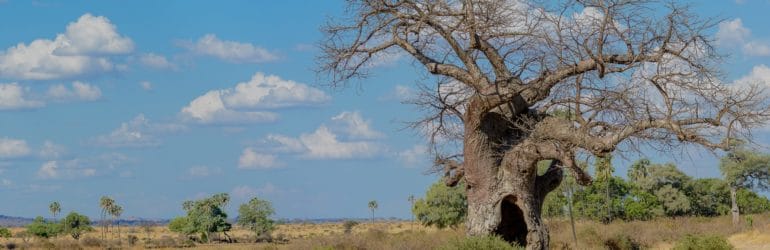 Kwihala Camp Special Offer