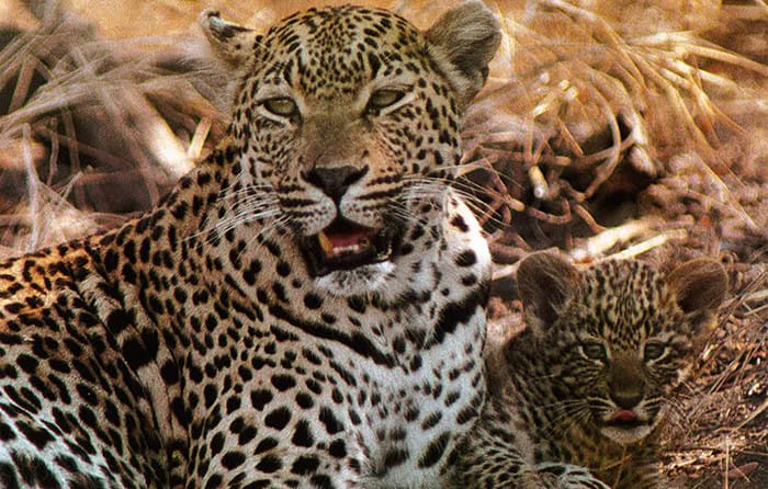 Londolozi Leopard