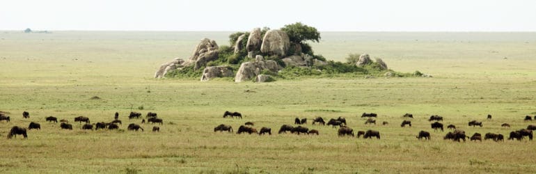 Dunia-Camp-migration-moru-kopjes-serengeti-main