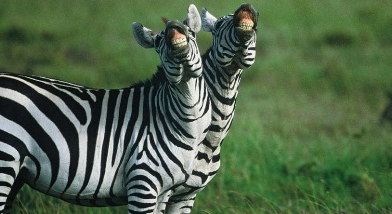 Kicheche Laughing Zebras