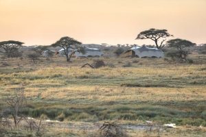 Namiri Plains Camp