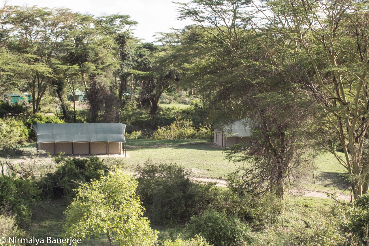 Porini Cheeetah Camp View