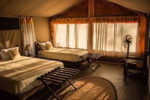 Porini Cheetah Camp - Guest tents