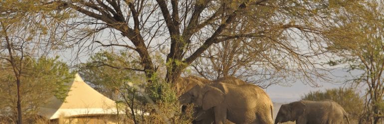 Sayari elephants in camp