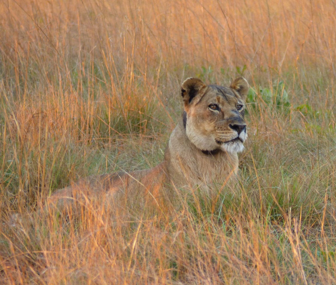 Lady Liuwa looking alert