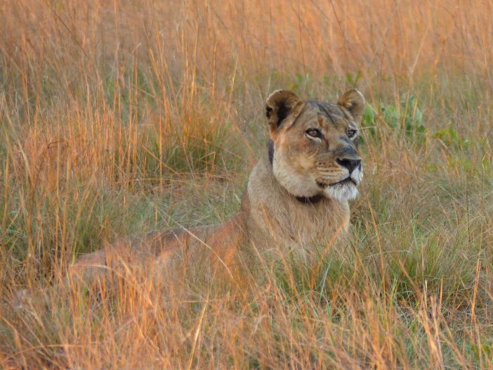 Lady Liuwa looking alert