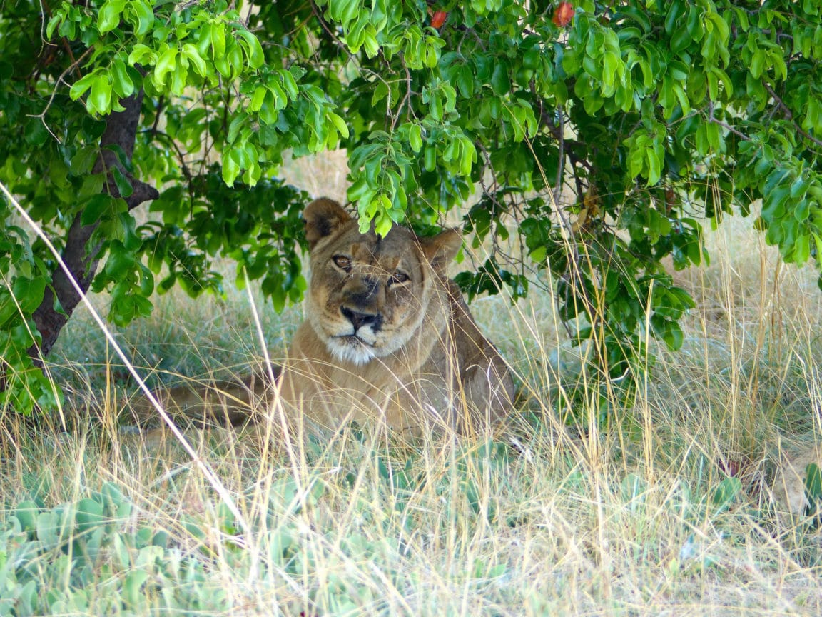 Lady Liuwa in the shade