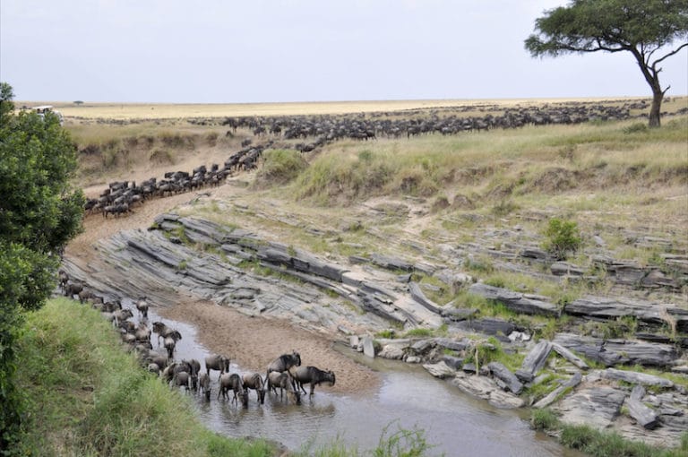 Migration At Naibor Camp