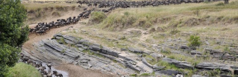 Migration At Naibor Camp