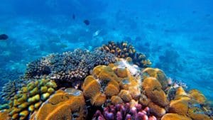 Mnemba Island Activities