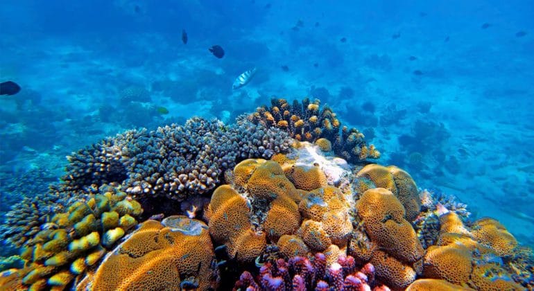 Mnemba Island Activities