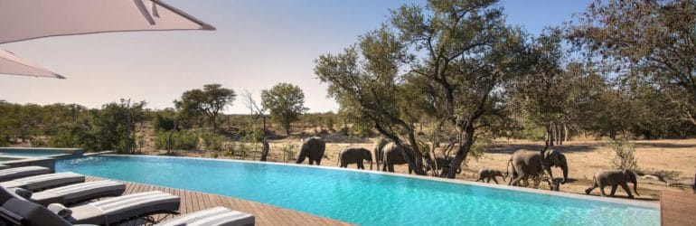 Ngala Safari Lodge Pool