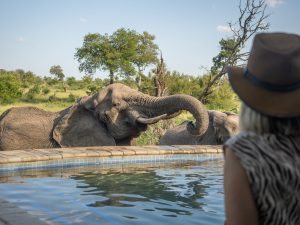 Kambaku River Sands Elephants By The Camp