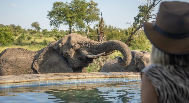 Kambaku River Sands Elephants By The Camp