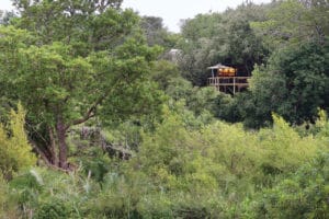 Londolozi Tree Camp View