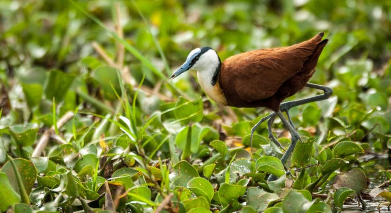 Kuthengo Camp Bird Watching