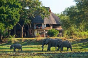 Luangwa Safari House Elephants By The Camp