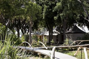 Mombo Camp Walkways