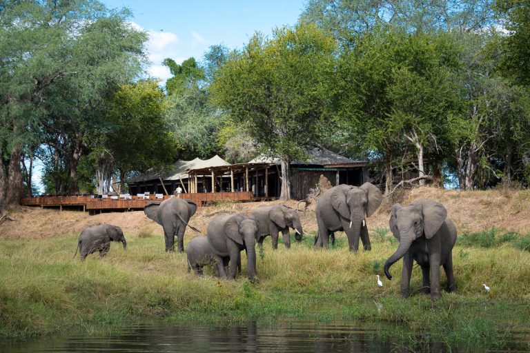 Ruckomechi Camp Elephants