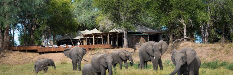 Ruckomechi Camp Elephants
