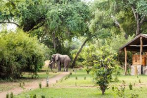 Time + Tide Chongwe Camp Elephant Near Camp