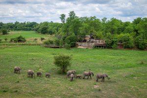 Zungulila Elephants Near The Camp
