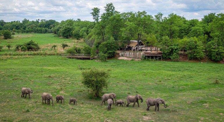 Zungulila Elephants Near The Camp
