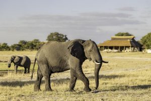 Camp Hwange Elephants Near The Camp