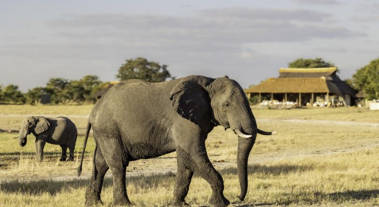 Camp Hwange Elephants Near The Camp