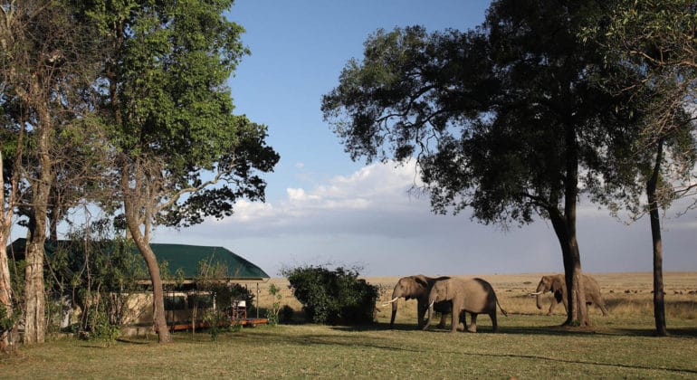 Governors' Camp View With Elephants