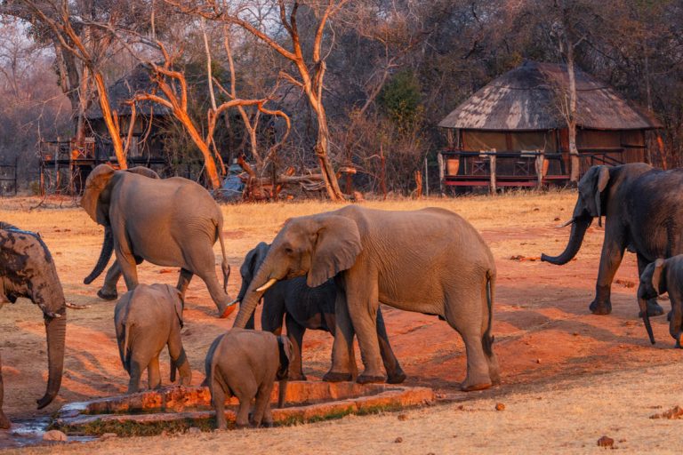 Ivory Lodge View With Elephants