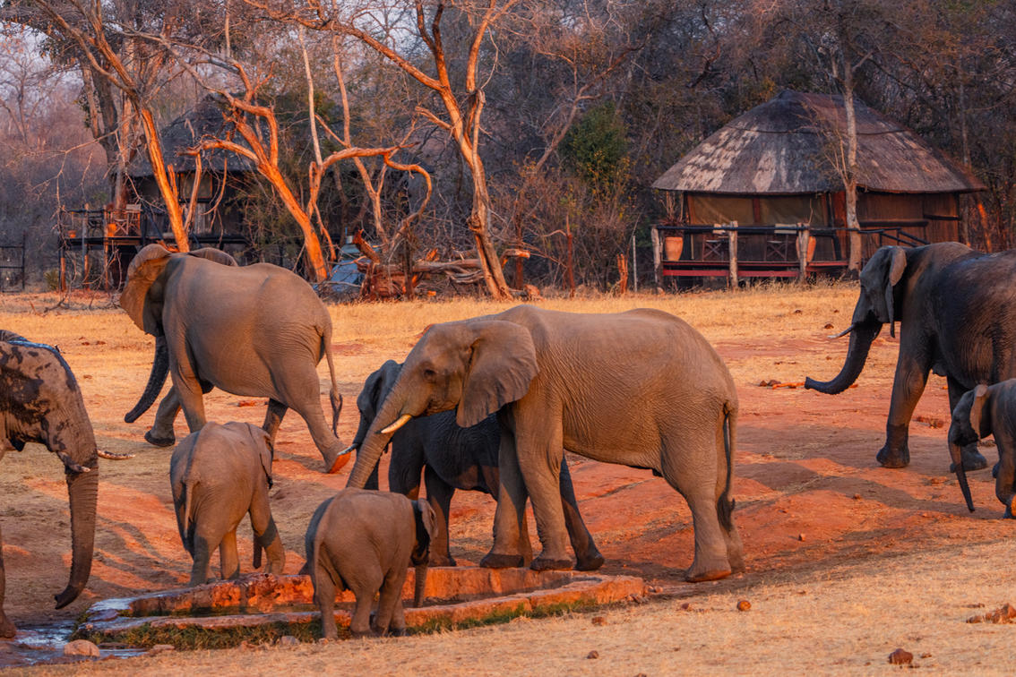 Ivory Lodge View With Elephants