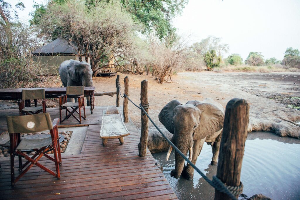 Kanga Expeditions Elephants By The Camp