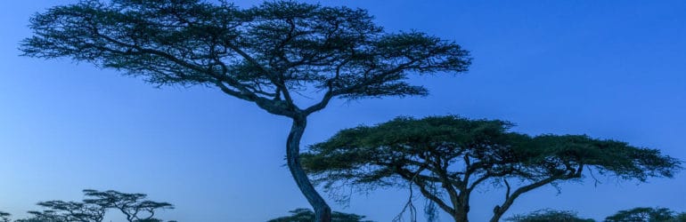 Ndutu Wilderness Camp View