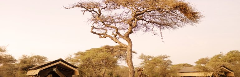Ndutu Wilderness Camp Exterior 1