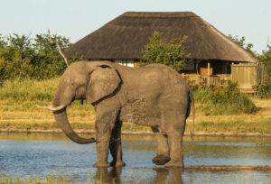 Nehimba Lodge Elephant Near The Lodge