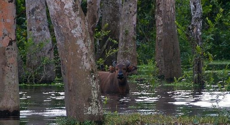 Akaka Lagoon