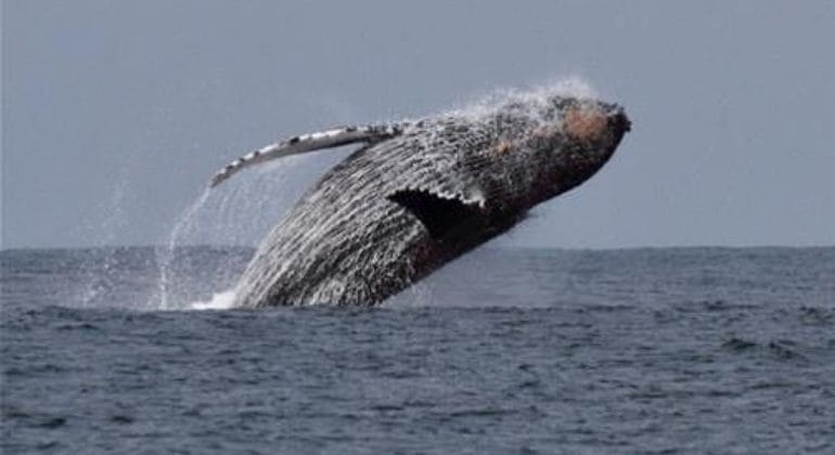 Loango Whale Watching